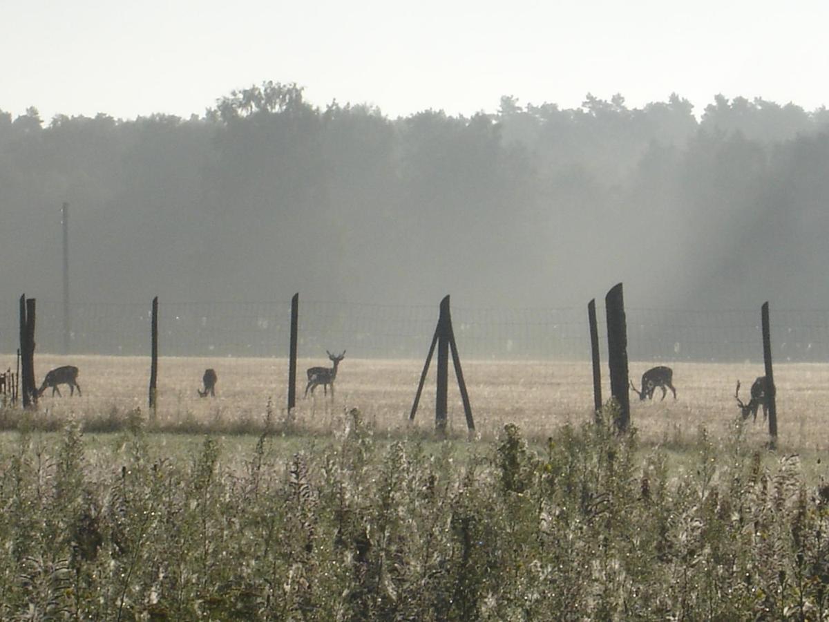 Ferienwohnung 1 Im Landhaus Am Wildpark Boek Zewnętrze zdjęcie